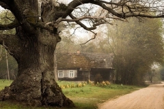 Dąb Dunin. Foto: Tomasz Kamiński / treeoftheyear.org