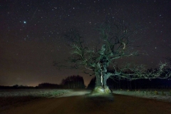 Dąb Dunin. Foto: Tomasz Kamiński / treeoftheyear.org