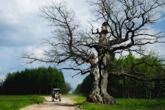 Dąb Dunin. Foto: Tomasz Kamiński / treeoftheyear.org