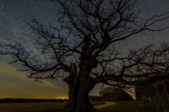 Dąb Dunin. Foto: Tomasz Kamiński / treeoftheyear.org