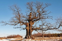 Dąb Dunin. Foto: Tomasz Kamiński / treeoftheyear.org