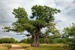 Dąb Dunin. Foto: Tomasz Kamiński / treeoftheyear.org