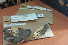 03-INL-Herbarium