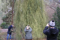 20211118-08 Atrakcyjne drzewostany w Arboretum