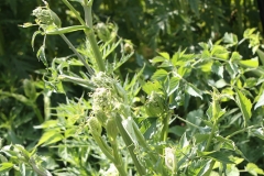 Ostericum-palustre_1