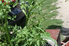Ostericum-palustre_2