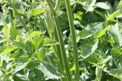 Ostericum-palustre_3