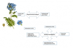 Polemonium-caeruleum_Wielosil-blekitny