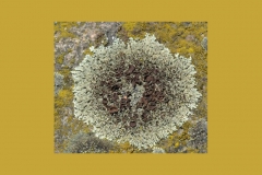 Xanthoparmelia-conspersa