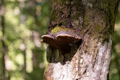International Mushroom Summer School IMSS2022. Fot. Piotr Awramiuk