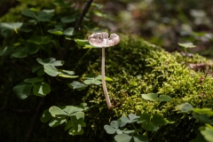 International Mushroom Summer School IMSS2022. Fot. Piotr Awramiuk
