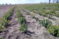 plantacja różeńca górskiego