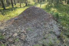 Żerowiska mrówki ćmawej (Formica polyctena) w środowisku leśnym
