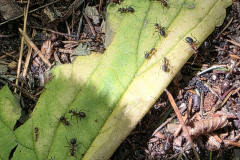 Żerowiska mrówki ćmawej (Formica polyctena) w środowisku leśnym