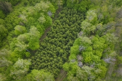 Widok-na-plantacje-zachowawcza-autochtonicznej-jodly-pospolitej-z-wysokosci-lotu-ptaka-_fot.-Konrad-Wilamowski_PB