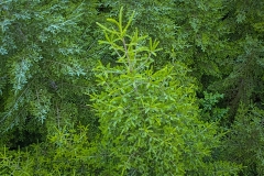 Potezny-przyrost-protytypu-drzewa-doborowego-autochtonicznej-jodly-pospolitej-na-plantacji-zachowawczej_fot.-Konrad-Wilamowski_PB